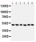 Anti-HDAC3 Antibody