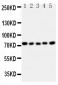 Anti-HSF1 Antibody