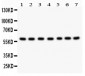 Anti-HSF2 Antibody