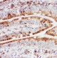 Anti-Hsp105 Antibody
