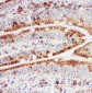 Anti-Hsp105 Antibody