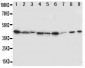 Anti-IDO1 Antibody