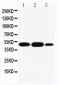 Anti-INDOL1 Antibody