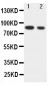 Anti-IKK Alpha Antibody