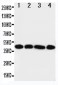 Anti-IL3RA Antibody