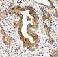 Anti-Integrin Alpha 3 Antibody