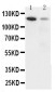 Anti-Integrin Alpha 3 Antibody