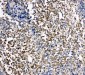 Anti-KIM1 Antibody