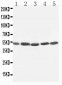 Anti-KIM1 Antibody