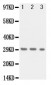 Anti-KLK1 Antibody