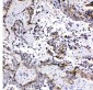 Anti-MRP1 Antibody