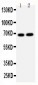 Anti-Lamin B2 Antibody