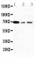 Anti-XRCC1 Antibody