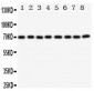 Anti-Ku70 Antibody