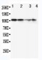 Anti-MCM2 Antibody