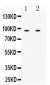 Anti-MCM3 Antibody