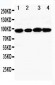 Anti-MCM4 Antibody