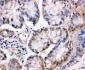 Anti-MCM5 Antibody