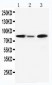 Anti-MCM5 Antibody