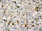 Anti-MyD88 Antibody