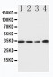 Anti-MyD88 Antibody