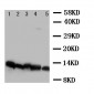 Anti-NDUFA1 Antibody