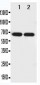 Anti-Netrin 1 Antibody