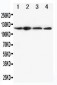 Anti-CIAS1/NALP3 Antibody