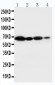 Anti-NOX2/gp91phox Antibody
