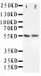 Anti-ALDH1A1 Antibody