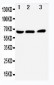 Anti-NUR77 Antibody