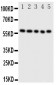 Anti-ERp57 Antibody
