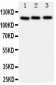 Anti-PPP1R12A Antibody