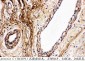 Anti-Protein C Antibody