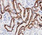 Anti-SLC22A6 Antibody