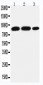 Anti-STAT4 Antibody