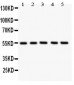 Anti-GLUT4 Antibody