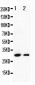 Anti-Granzyme B Antibody