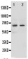 Anti-NOX1 Antibody