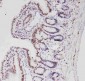 Anti-ALK Antibody