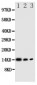 Anti-IL-4 Antibody