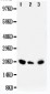 Anti-DUSP3 Antibody