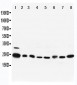 Anti-Rab5 Antibody