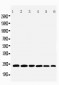 Anti-SNAP23 Antibody