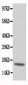 Anti-cardiac Troponin C Antibody