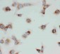 Anti-VDAC/Porin Antibody