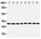 Anti-VDAC/Porin Antibody