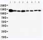 Anti-Vinculin Antibody