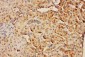 Anti-CISH Antibody