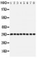 Anti-CISH Antibody